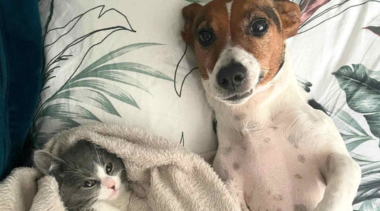 Wax melts in a cosy home setting with pet-safe usage tips for dog and cat owners