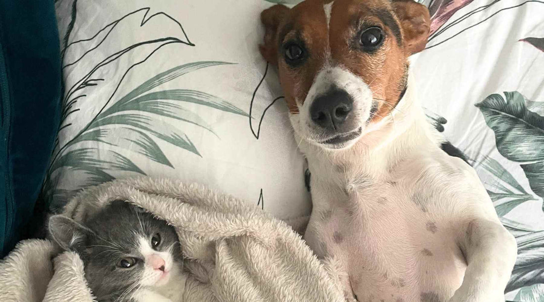 wax melts safe around dogs